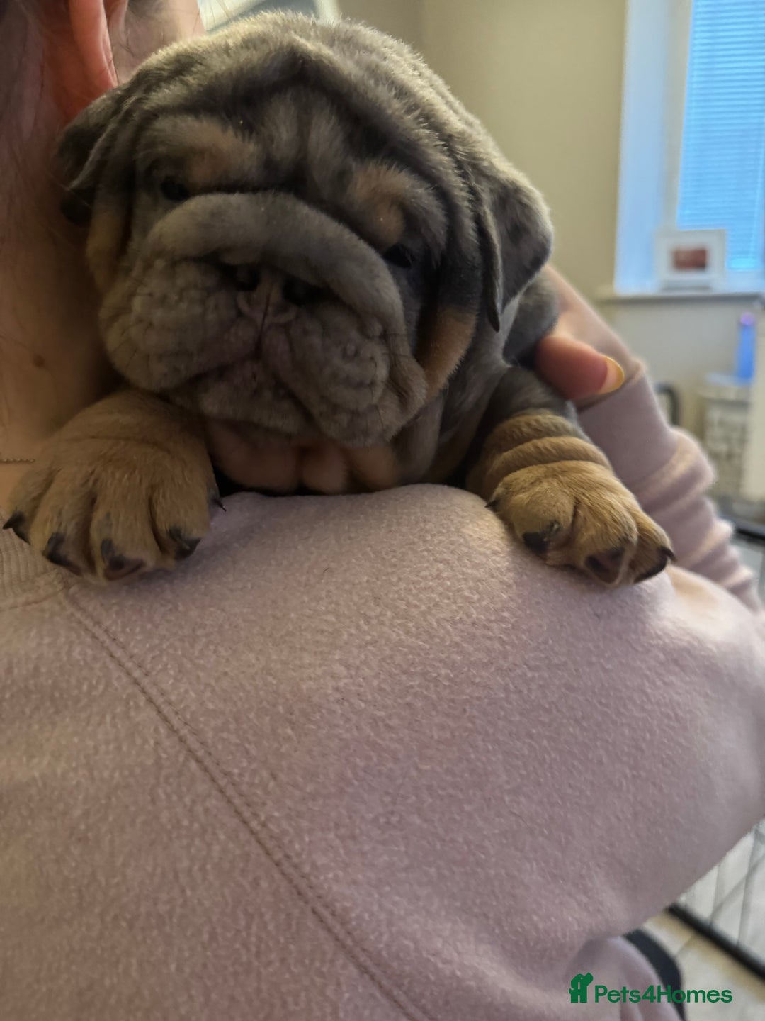 English Bulldog dogs for sale: Bettie & 007 babies short compact   - Image 5