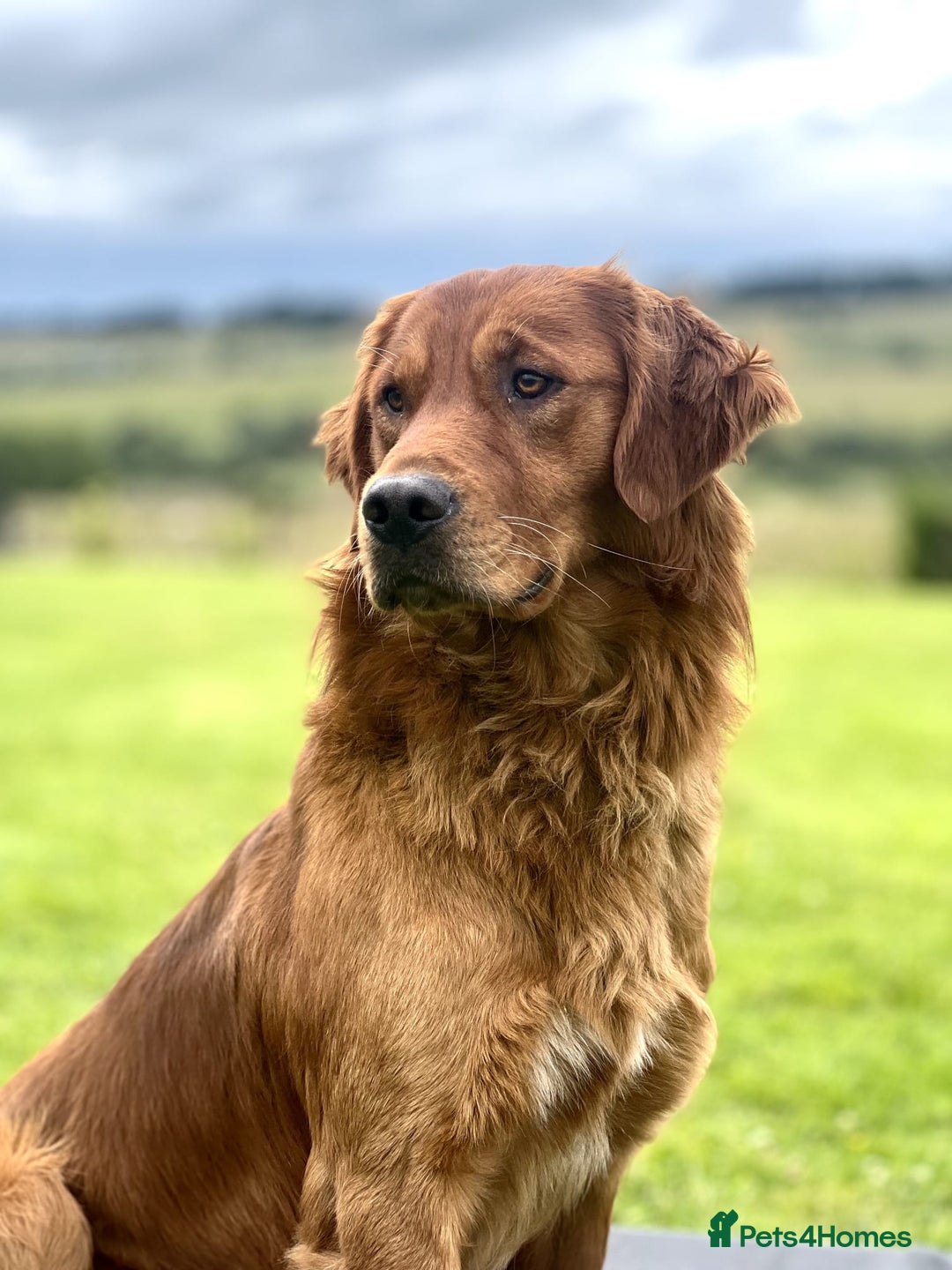 Golden Retriever dogs for sale:  Golden retriever puppies  - Advert 8