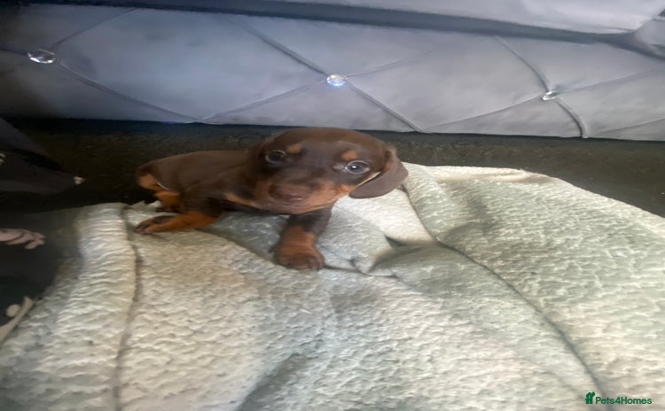 Miniature Dachshund dogs - Advert 5