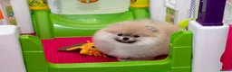 Pomeranian dogs for sale: Adorable Pomeranian puppies for sale - Advert 6