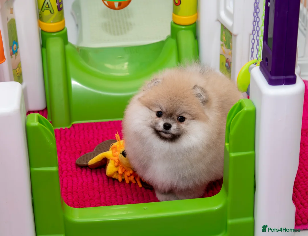 Pomeranian dogs for sale: Adorable Pomeranian puppies for sale - Advert 6