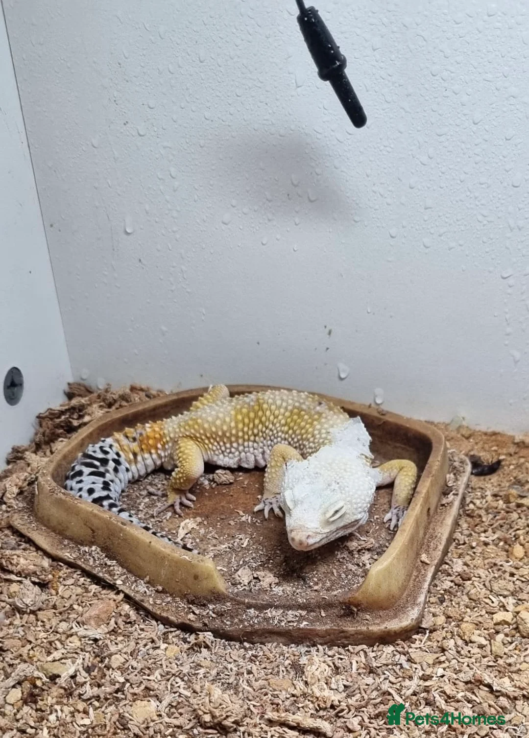 Leopard Gecko reptiles for sale: Leopard gecko in Whitby - Advert 1