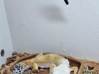 Leopard Gecko reptiles Leopard gecko - Advert 5