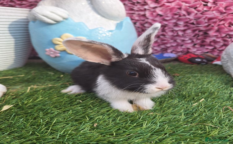 New Zealand rabbits - Advert 1
