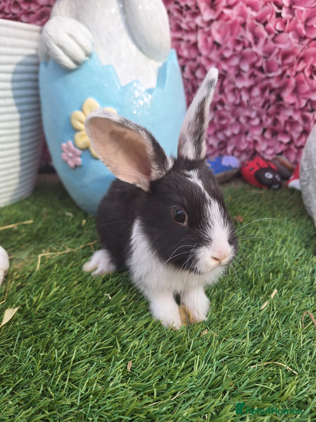 New Zealand rabbits for sale: New Zeland Baby Rabbits  - Image 1