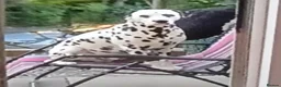 Dalmatian dogs for stud: Dalmatian for stud in Dunfermline - Advert 3