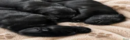 Flat coated Retriever dogs for sale: KC Reg Flat Coated Puppy - Advert 10