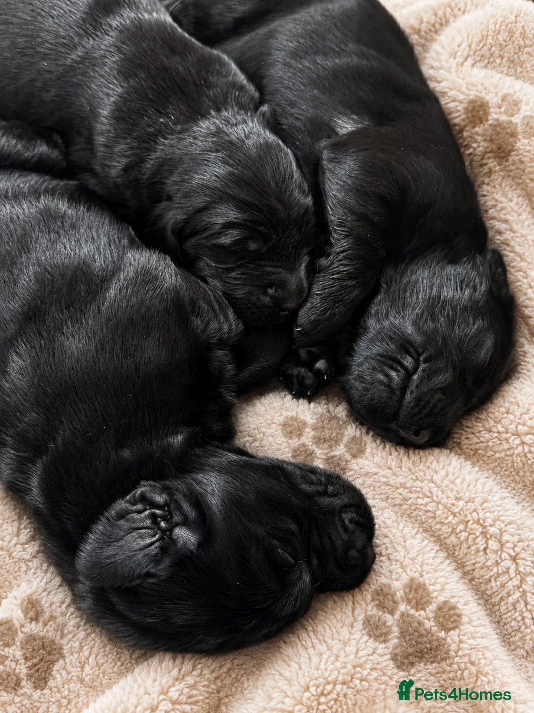 Flat coated Retriever dogs for sale: KC Reg Flat Coated Puppy - Advert 10