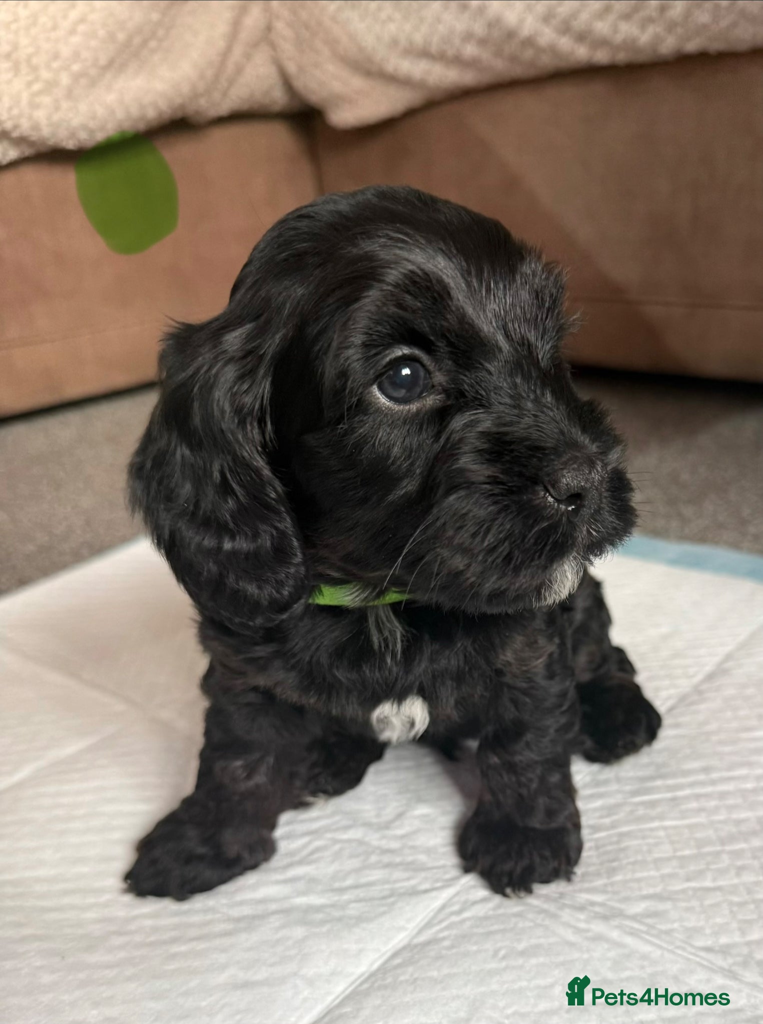 Mixed Breed dogs Cockapoo x shih Tzu Puppies  - Advert 3