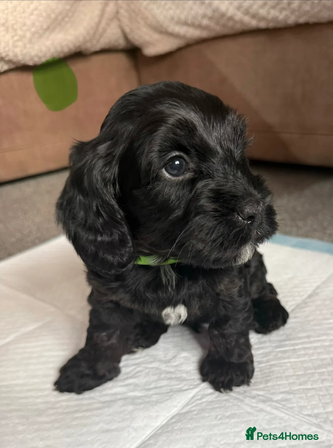 Mixed Breed dogs for sale: Cockapoo x shih Tzu Puppies  - Advert 1