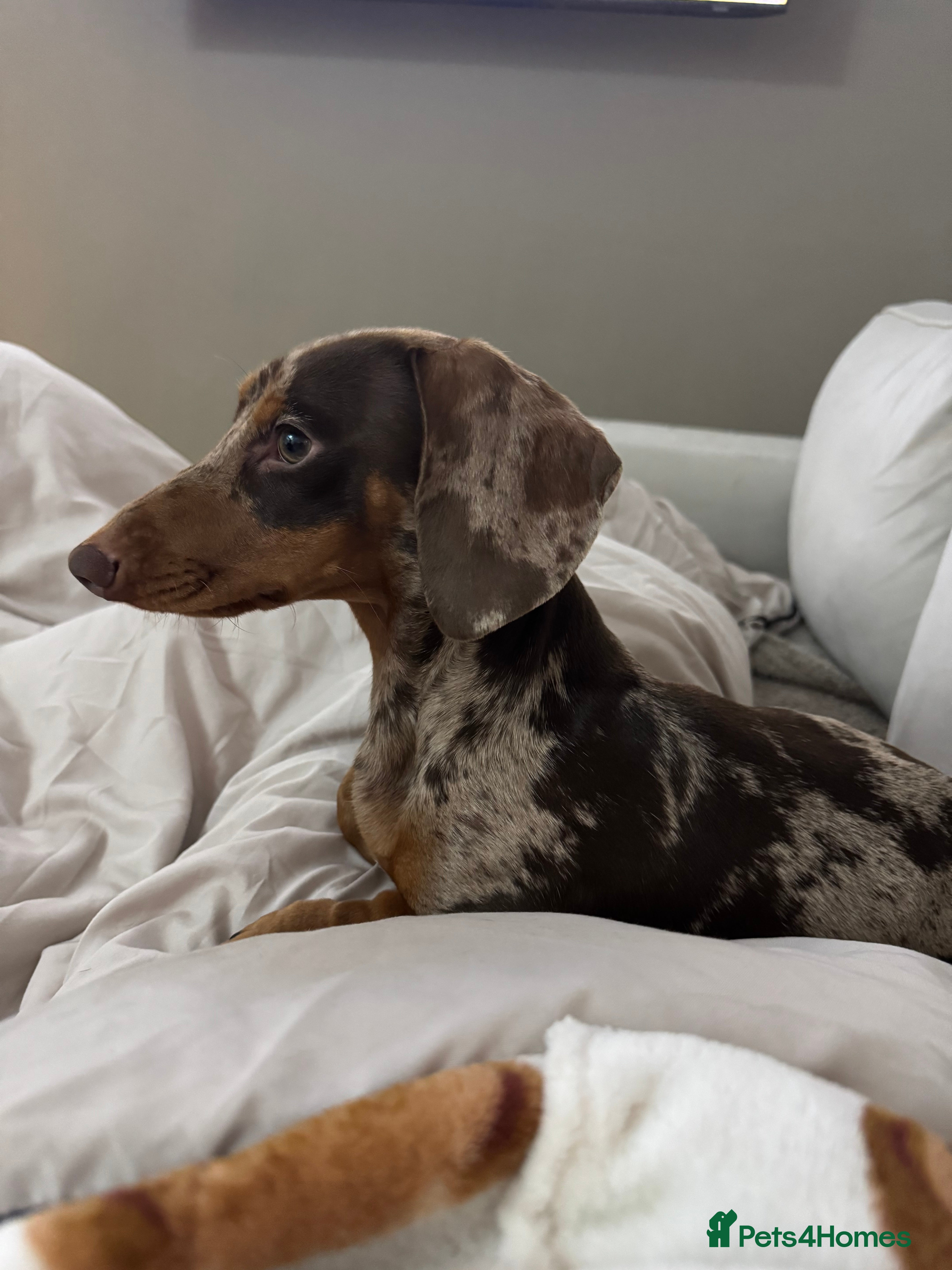 Miniature Dachshund dogs For stud  - Advert 1