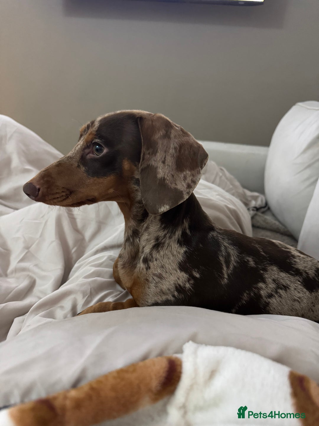 Miniature Dachshund dogs for stud: For stud  - Advert 1