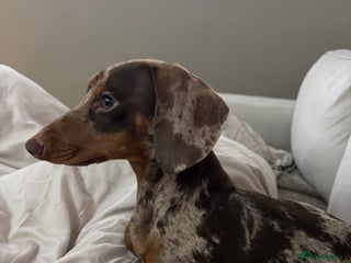 Miniature Dachshund dogs For stud - Advert 1