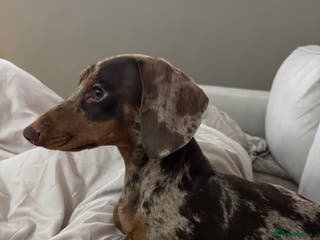 Miniature Dachshund dogs For stud - Advert 12