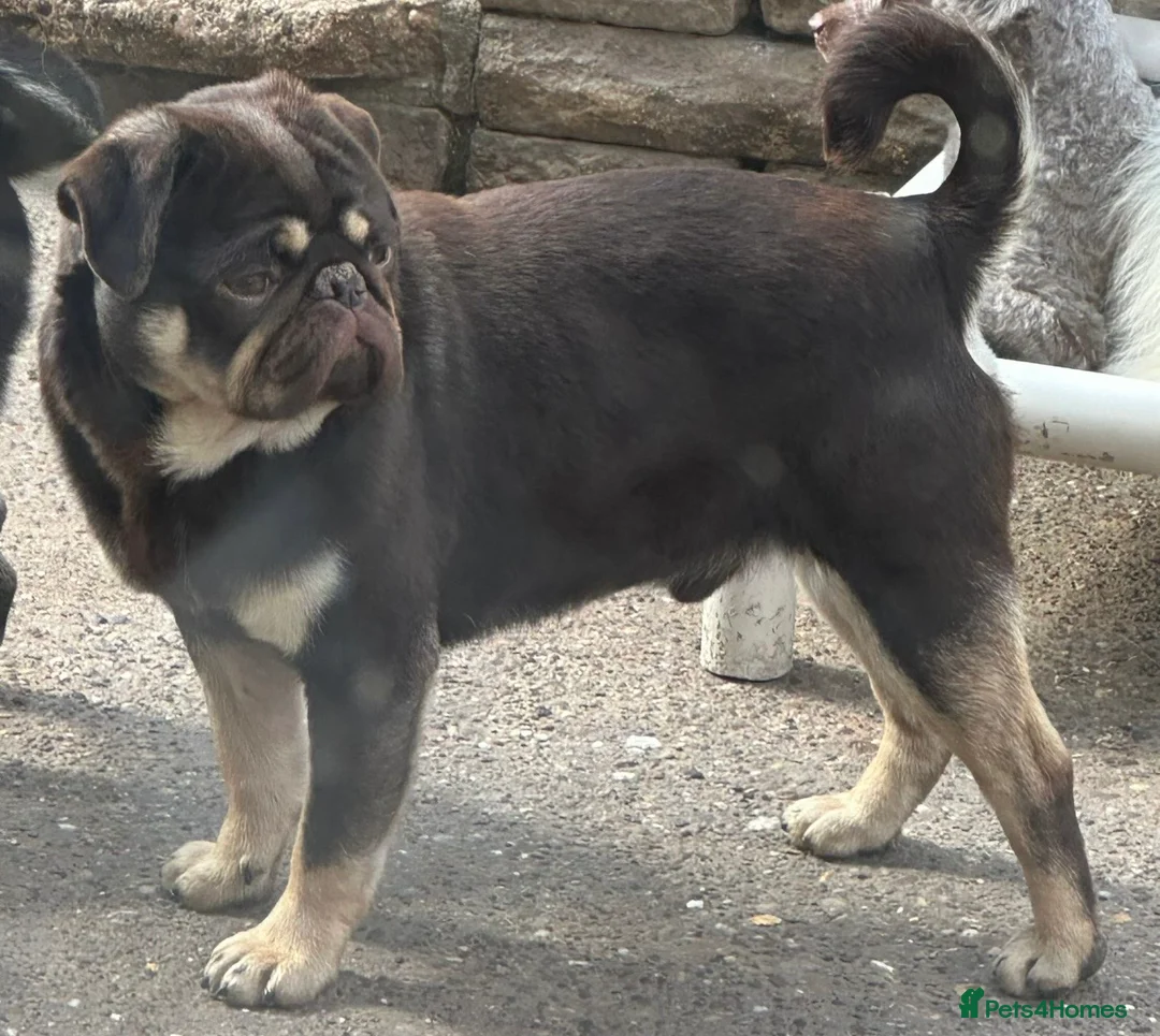 Pug dogs for sale: Brown & tan proven kc registered pug male  - Advert 2