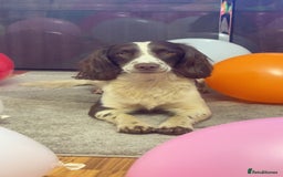 English Springer Spaniel dogs for stud: English springer spaniel stud - Image 6