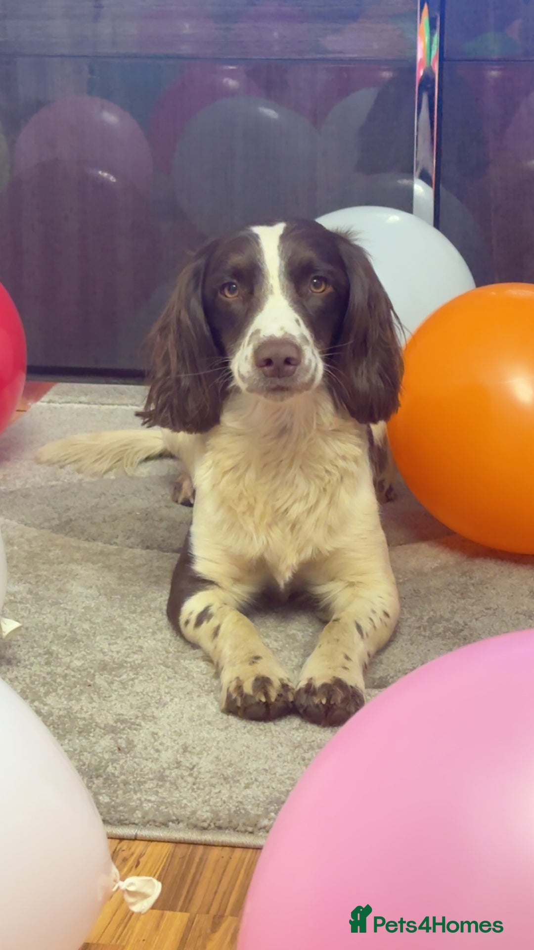 English Springer Spaniel dogs for stud: English springer spaniel stud - Image 6