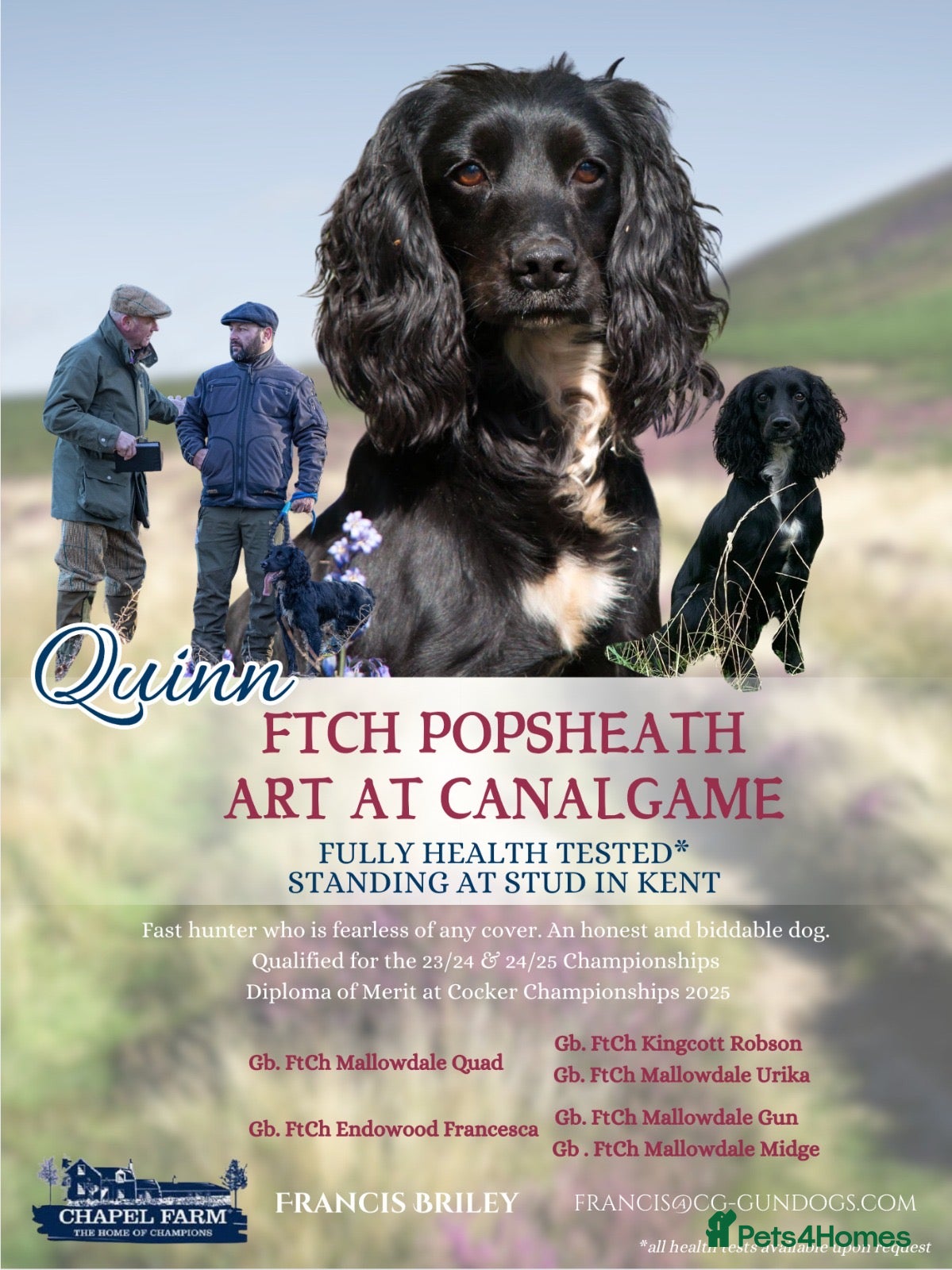 Cocker Spaniel dogs FTCH Popsheath Art in Ashford - Advert 11