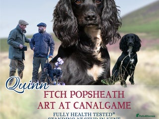 Cocker Spaniel dogs FTCH Popsheath Art in Ashford - Advert 2
