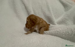 Cocker Spaniel dogs for sale: Show cocker spaniel pups ready 4th November  - Image 14