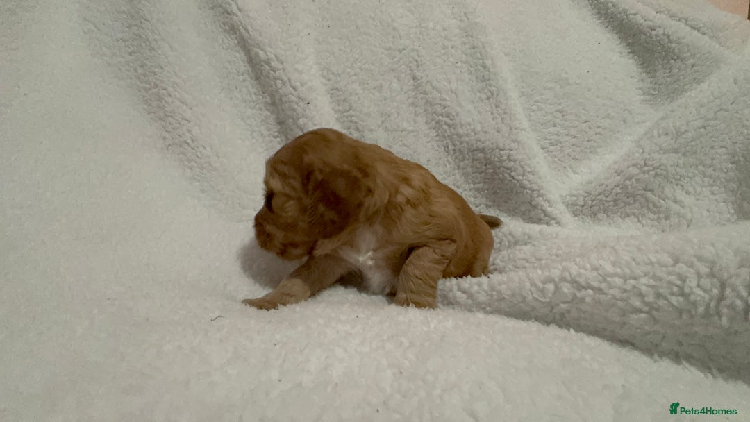 Cocker Spaniel dogs for sale: Show cocker spaniel pups ready 4th November  - Image 14
