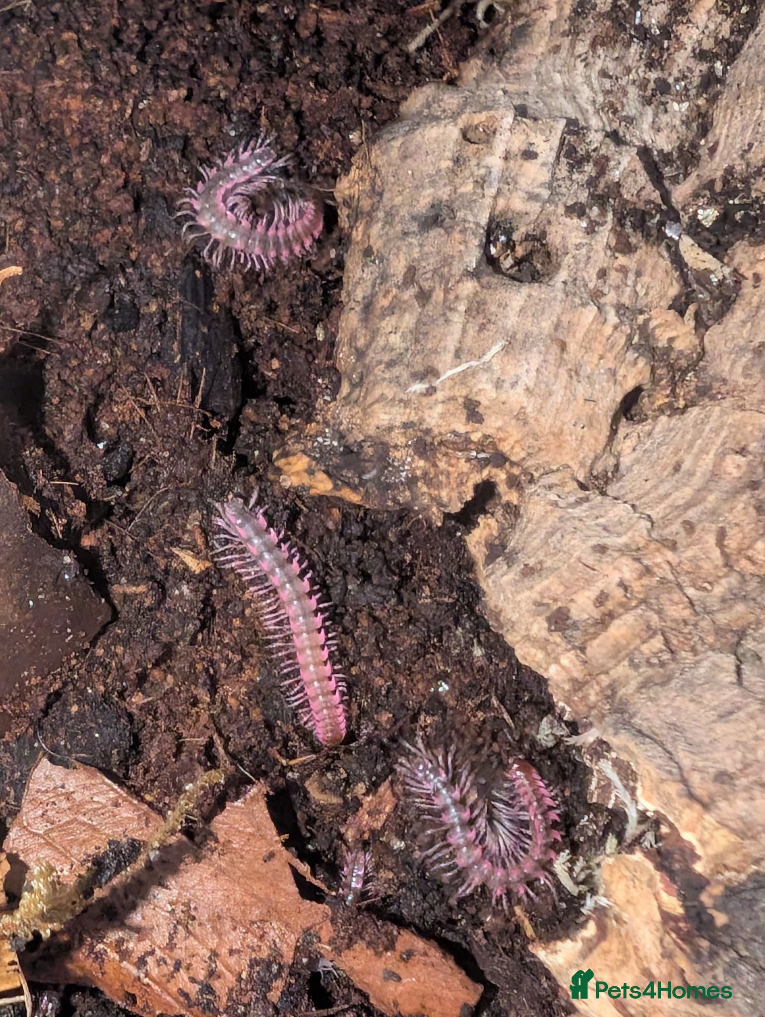Millipedes invertebrates Dragon pink millipedes  - Advert 2