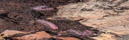Millipedes invertebrates for sale: Dragon pink millipedes  - Advert 2