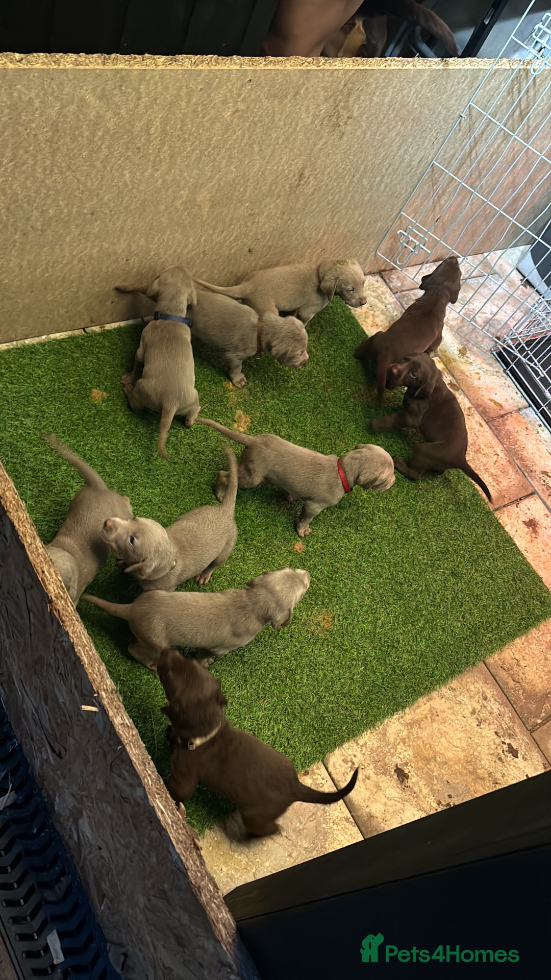 Mixed Breed dogs for sale: Pointer puppies  - Image 10