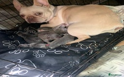 French Bulldog dogs for stud: JIM BOY is for stud DWKC registered no AI in West Molesey - Image 8