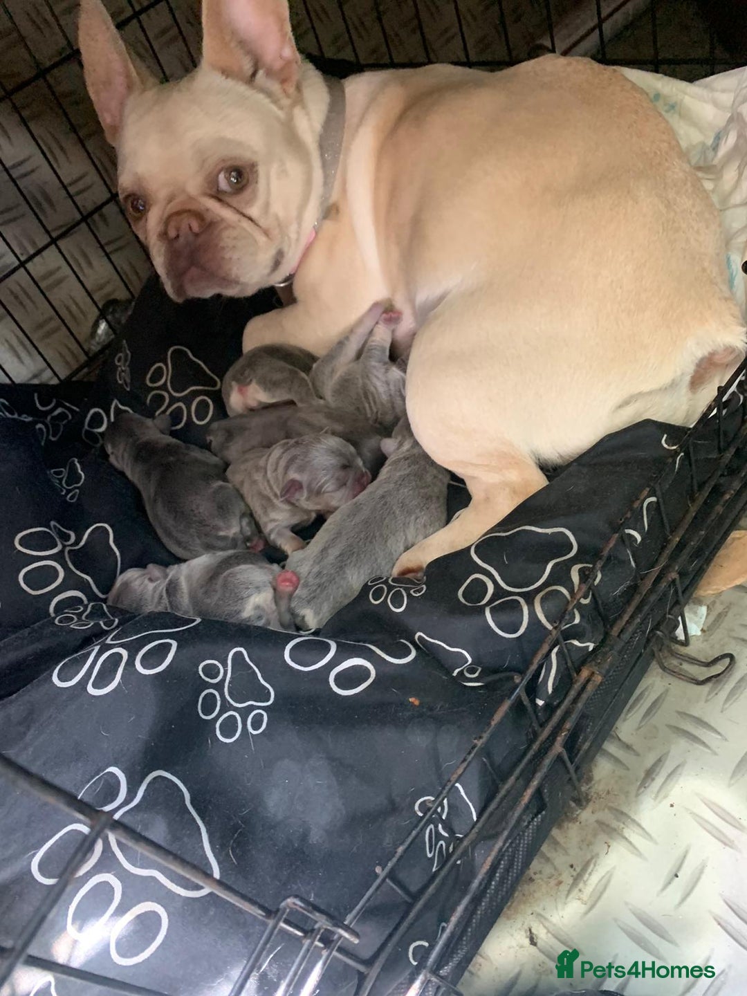 French Bulldog dogs for stud: JIM BOY is for stud DWKC registered no AI in West Molesey - Image 8