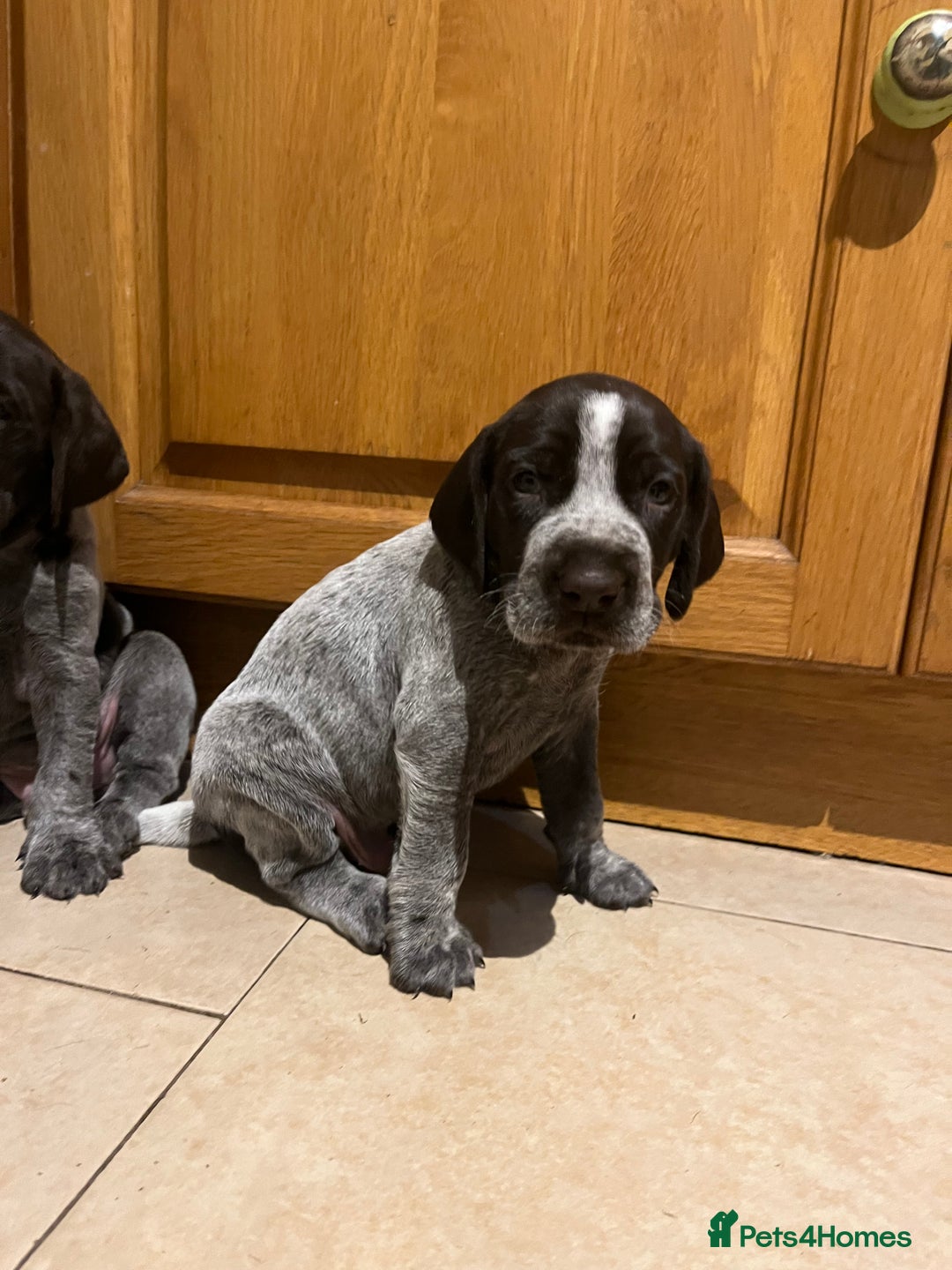 German Wirehaired Pointer dogs for sale: One German Wiredhaired Pointer Left     - Image 6
