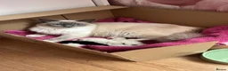 Ragdoll cats for sale: Ragdoll kitten in Westcliff-on-Sea - Advert 1