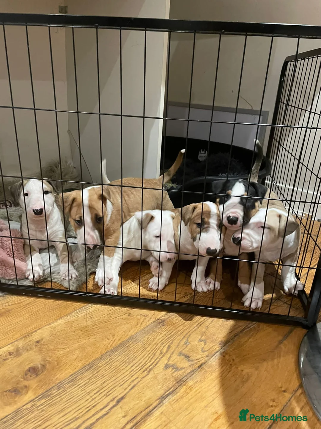 English Bull Terrier dogs for stud: FULL HEATH CHECKED QUALITY STUD 🥇 in Newport Pagnell - Advert 10