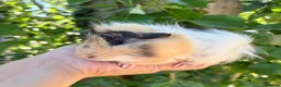 Guinea Pig rodents for sale: LOTS of Stunning Baby Girl Guinea Pigs 💗 - Advert 4