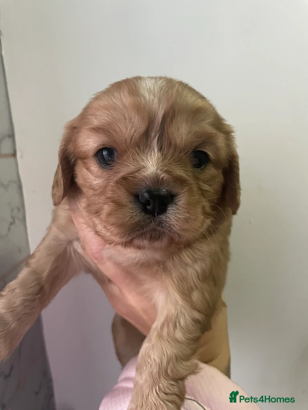 Cavalier King Charles Spaniel dogs for sale: Beautiful Cavalier puppies - Advert 17