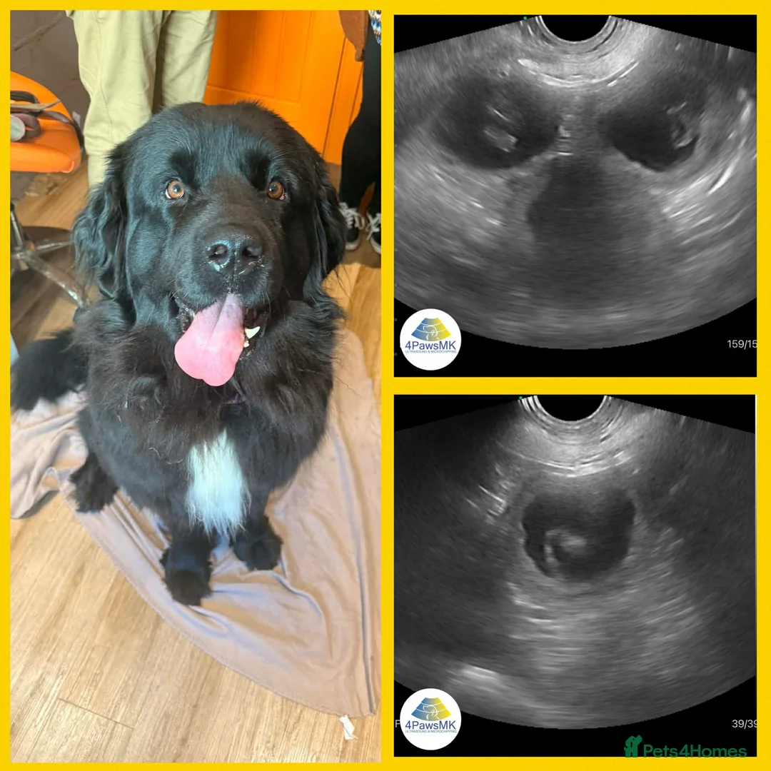 Newfoundland dogs for sale: Purebred Newfoundland Puppies due Feb 2026 - Advert 7