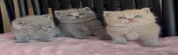 British Shorthair cats for sale: Beautiful Pedigree BSH kittens for sale  - Advert 14