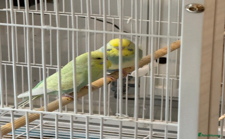 Budgerigars birds - Advert 1