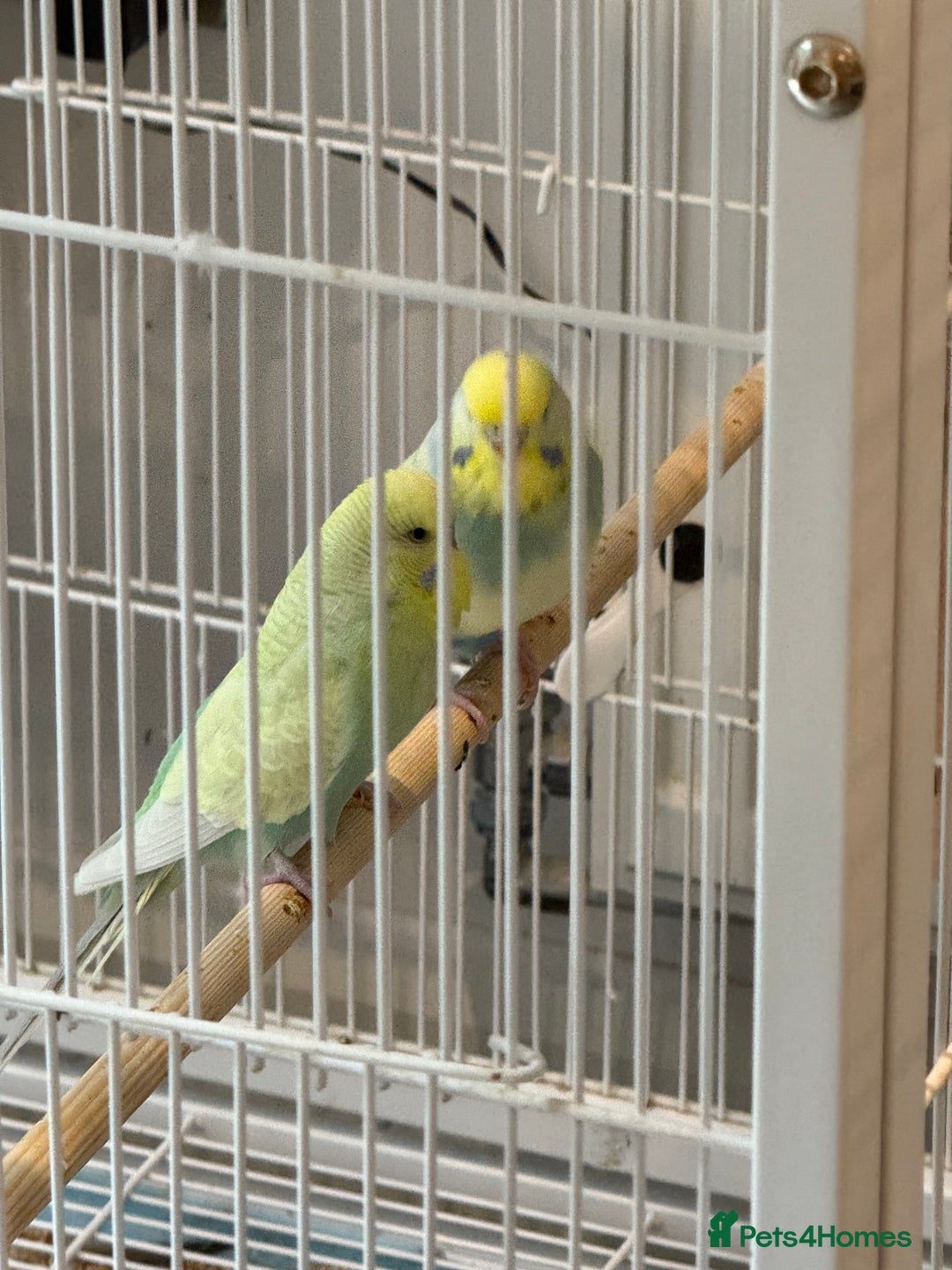 Budgerigars birds for sale: Bonded budgies for sale  - Image 1