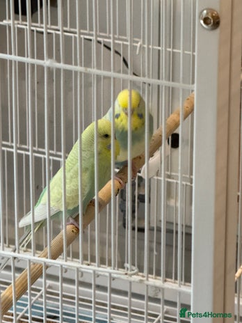 Budgerigars birds - Advert 9