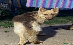 German Shepherd dogs for sale: Beautiful straight back German Shepherds  - Image 10