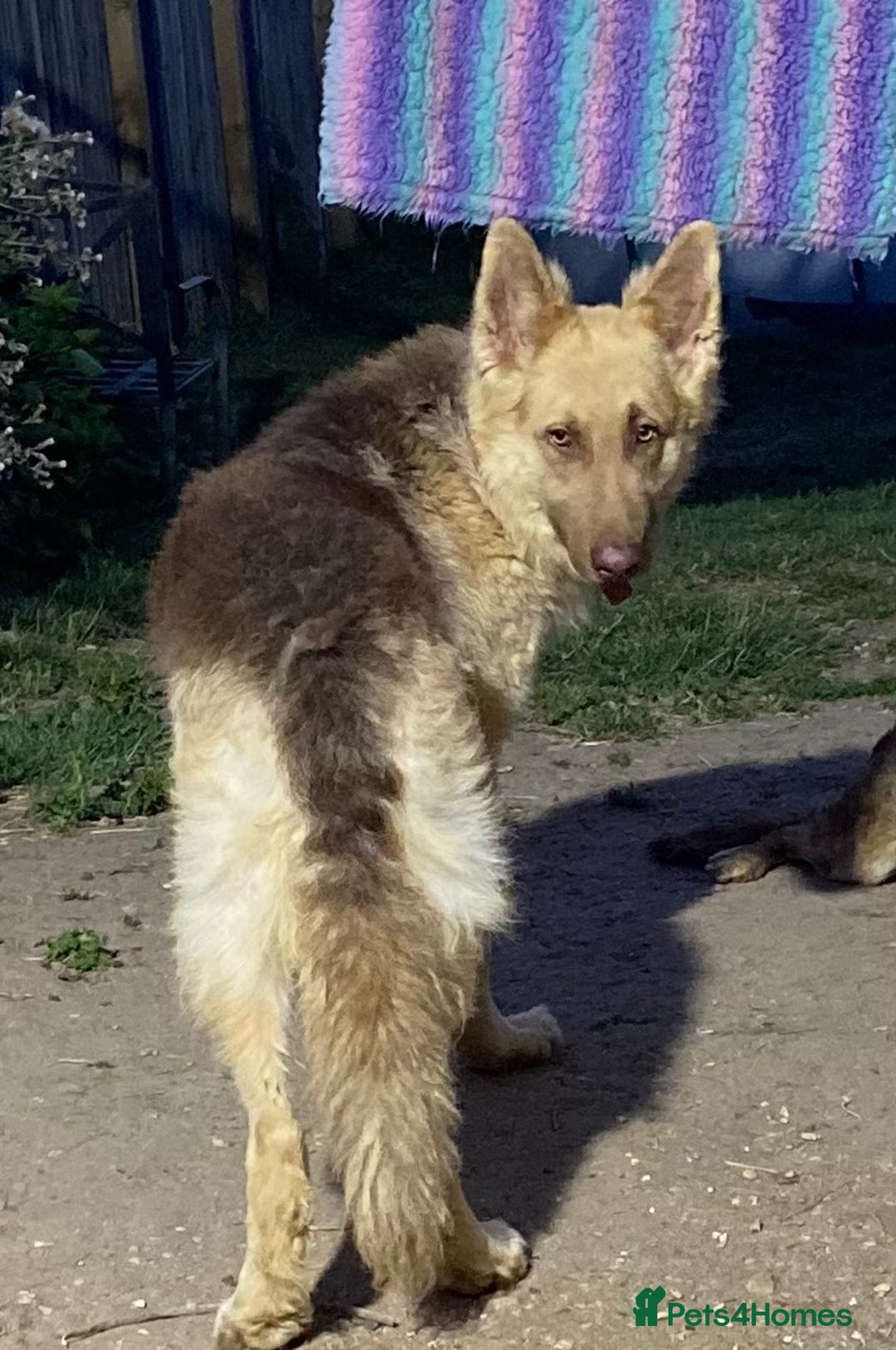 German Shepherd dogs for sale: Beautiful straight back German Shepherds  - Image 10