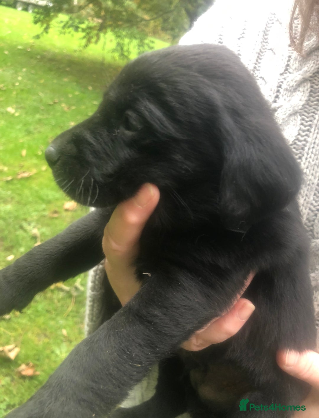 Labrador Retriever dogs for sale: Labrador puppies for sale - Image 11