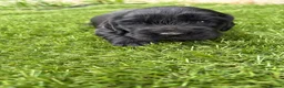 Cocker Spaniel dogs for sale: 4 showtype cocker spaniel puppies - Advert 8