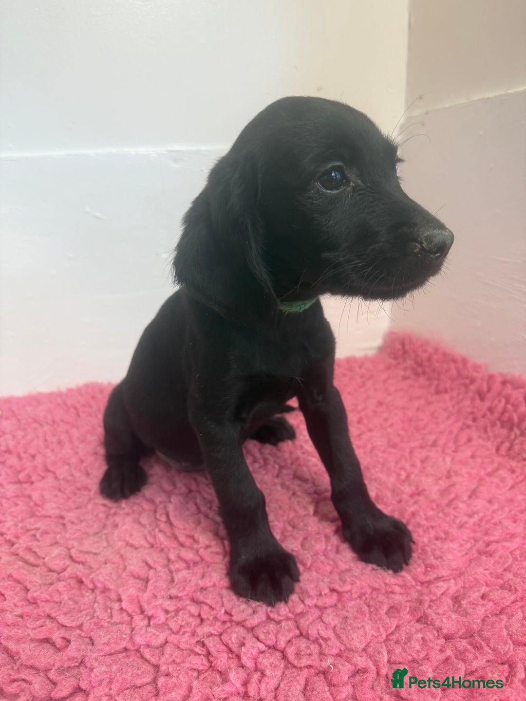 Cockerdor dogs for sale: Gorgeous Cockador Girls - Image 10