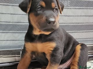 Chinese Red Dog dogs Chinese Red dog Pups available - Advert 3