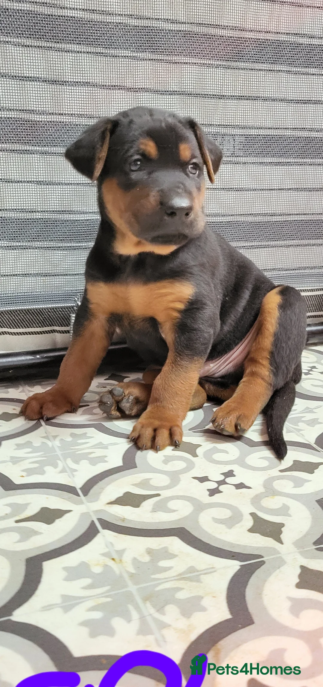 Chinese Red Dog dogs for sale: Chinese Red dog Pups available - Advert 1