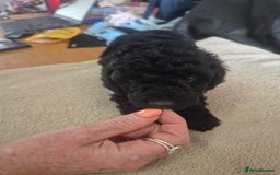 Sproodle dogs for sale: Beautiful Sproodles 1 black girl&1 chocolate boy - Image 15