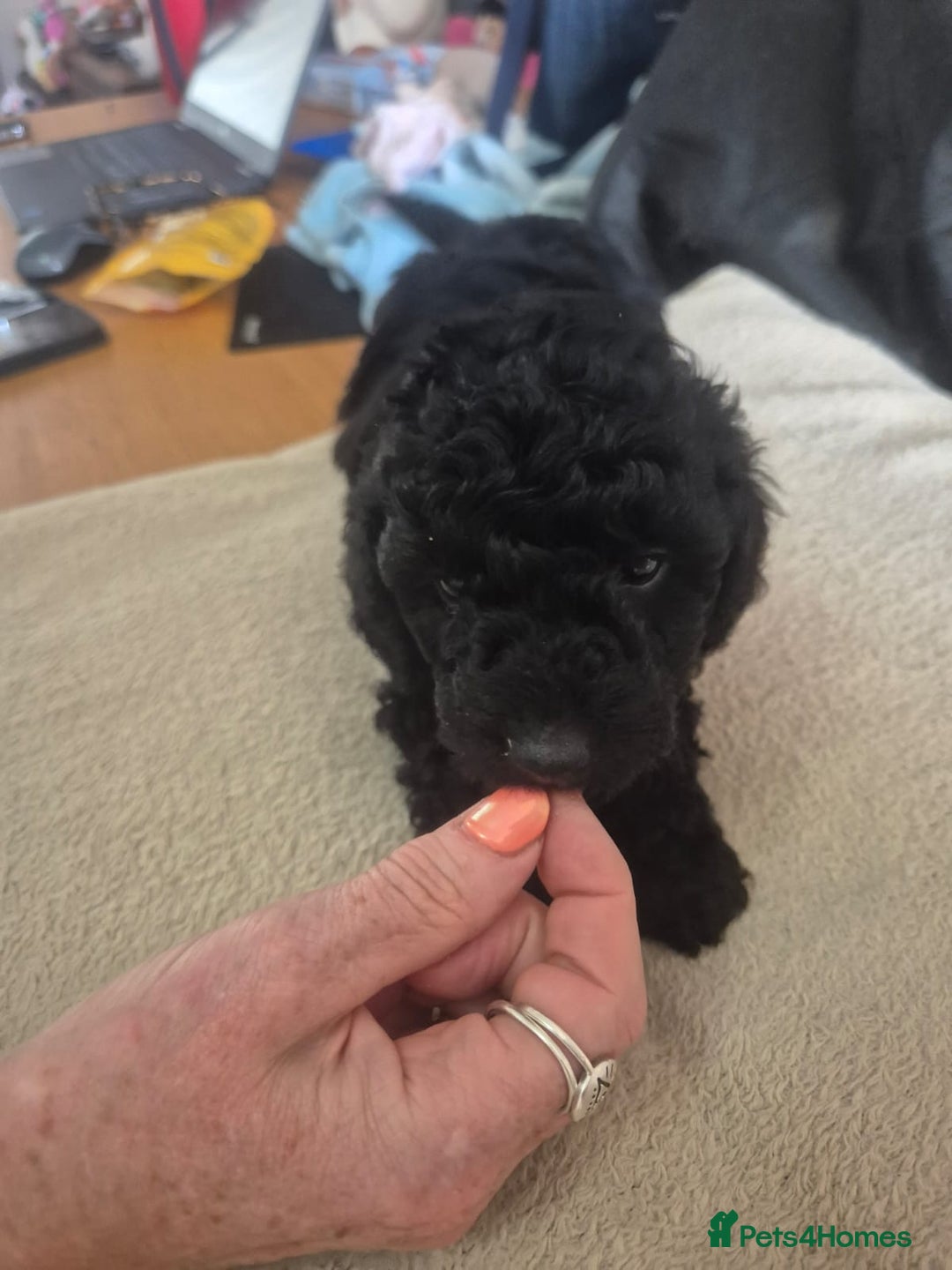 Sproodle dogs for sale: Beautiful Sproodles 1 black girl&1 chocolate boy - Image 15