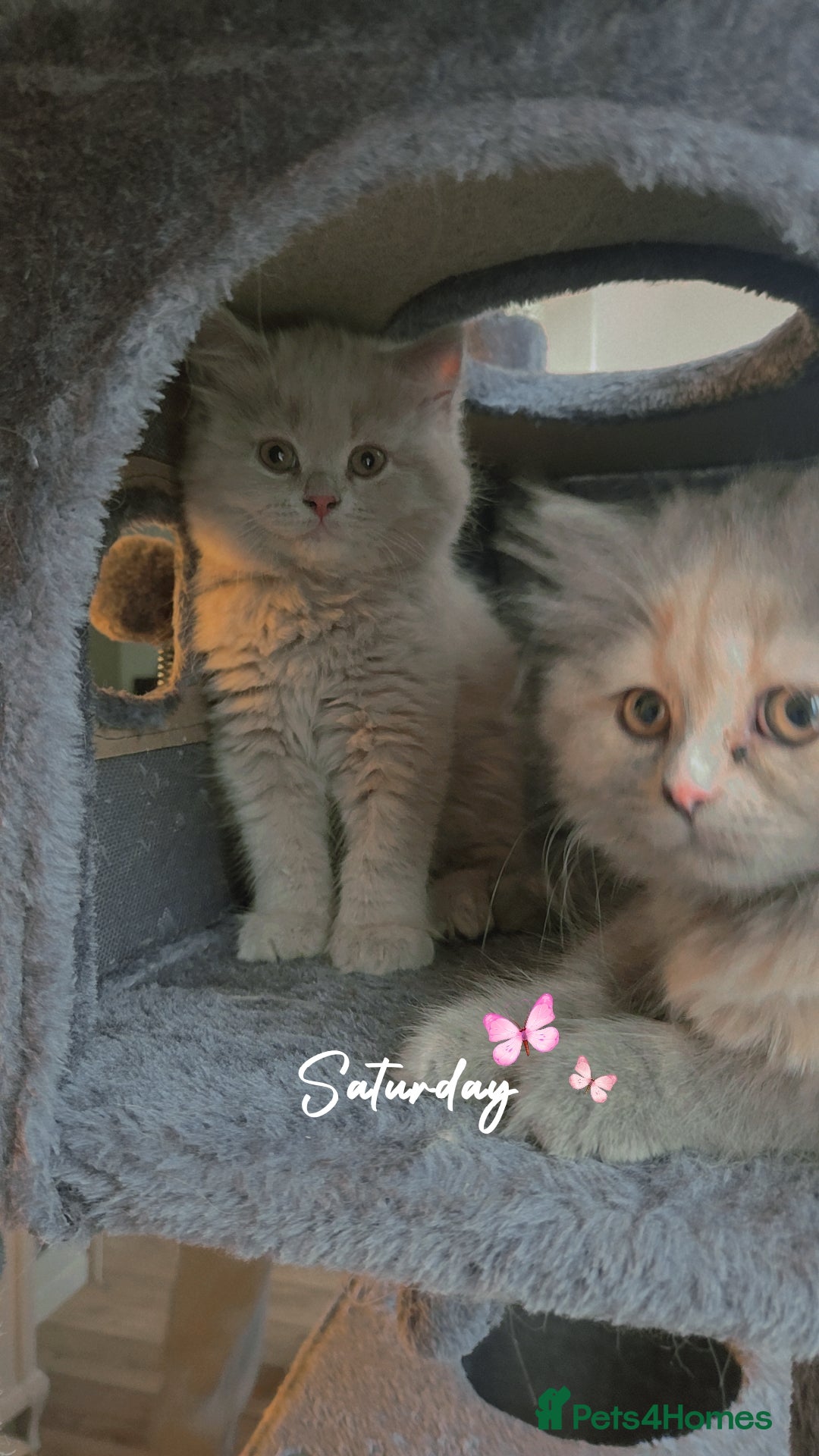 British Shorthair cats Britishshort Hair Female (Last one) ♡ - Advert 6